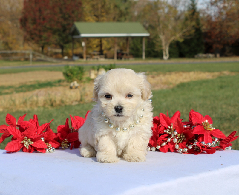 puppy, for, sale, Maltipoo, Matthew B. Stoltzfus, dog, breeder, Gap, PA, dog-breeder, puppy-for-sale, forsale, nearby, find, puppyfind, locator, puppylocator, aca